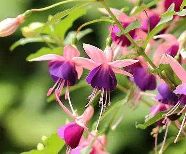 fuchsia-lambada-