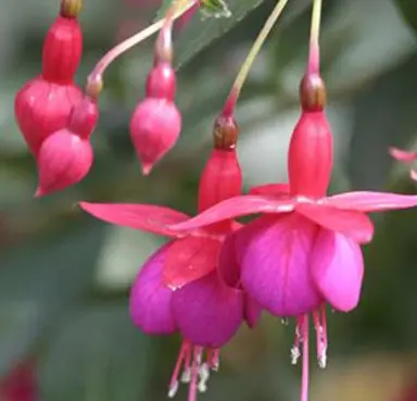 fuchsia-lambert-henkelman-