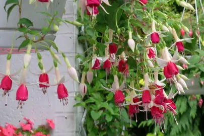 fuchsia-land-van-beveren-