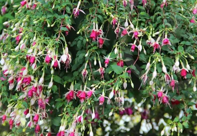 fuchsia-land-van-beveren-1