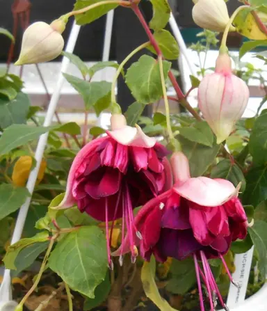 fuchsia-liberec-1