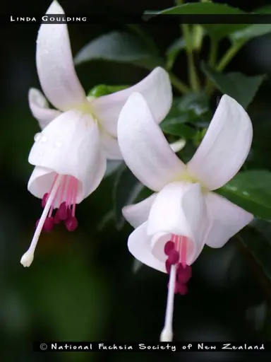 fuchsia-linda-goulding-