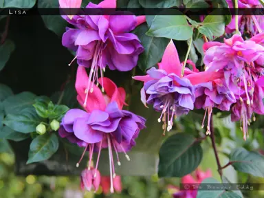 fuchsia-lisa-