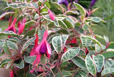 fuchsia-tri-colour-1