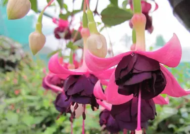 fuchsia-maik-luijten-