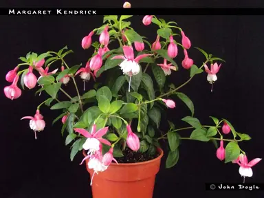 fuchsia-margaret-kendrick--1