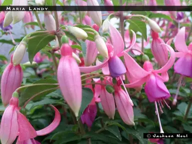 fuchsia-maria-landy-