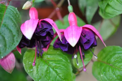 fuchsia-maria-mathilda-