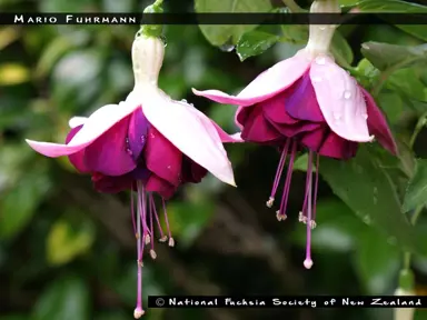 Fuchsia Mario Fuhrmann dark pink flower with white sepals.