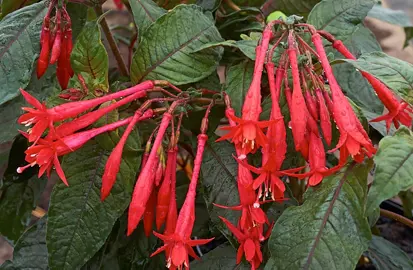 fuchsia-mary-