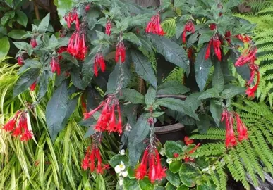 fuchsia-mary-1