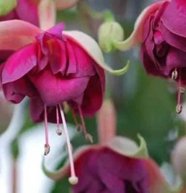 fuchsia-monica-vanbets-