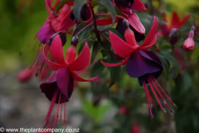 Fuchsia 'Nora' purple and red flowers.