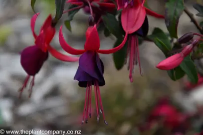 Fuchsia 'Nora' purple flowers.