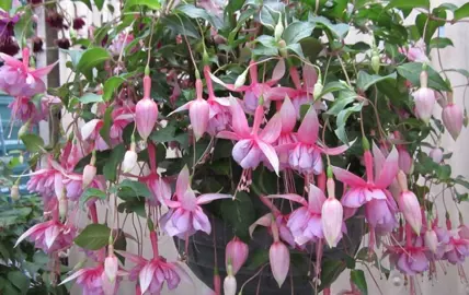 fuchsia-paul-und-carola-1