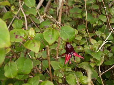 Fuchsia perscandens plant with a purple flower.