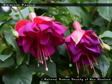 fuchsia-princess-pamela-