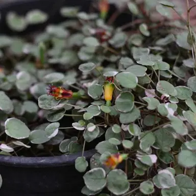 fuchsia-procumbens-variegata-