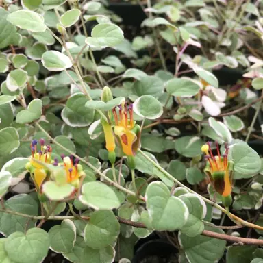 fuchsia-procumbens-variegata-1