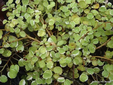 fuchsia-procumbens-variegata-3