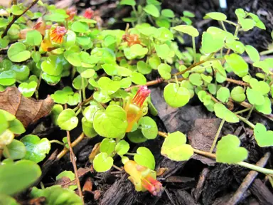 Fuchsia procumbens plant growing across the ground with green foliage and yellow-green flowers.