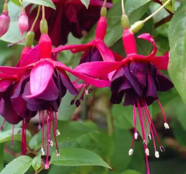 fuchsia-rohees-new-millennium-1