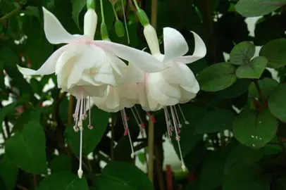 Fuchsia 'Sofie Michiels' white flowers and lush green foliage.