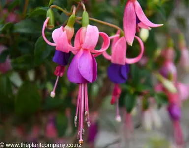 Fuchsia 'Sophia' pink and purple flowers.