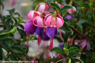 Fuchsia 'Sophia' pink and purple flowers and green foliage.