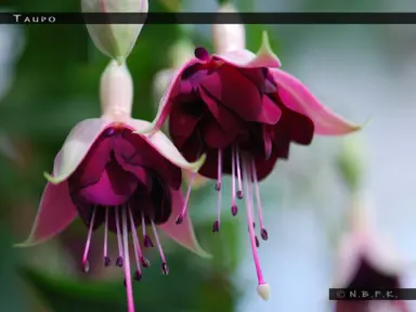 fuchsia-taupo-