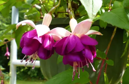 fuchsia-violetkoningin-