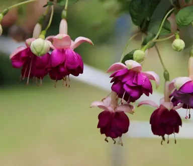 fuchsia-violetkoningin-1