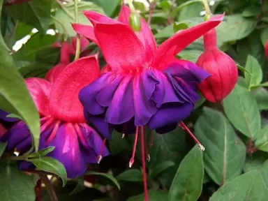 fuchsia-voodoo-