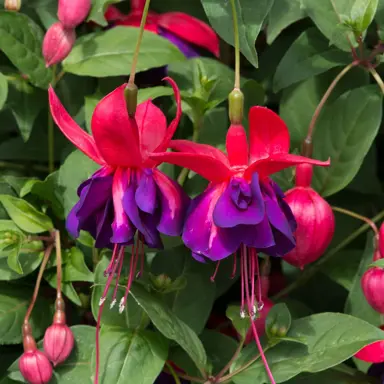 fuchsia-voodoo-1