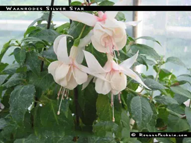 fuchsia-waanrodes-silver-star--1