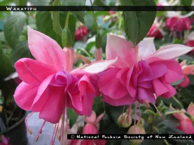 fuchsia-wakatipu-