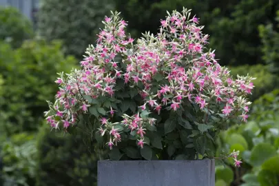 fuchsia-walz-jubelteen-