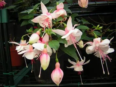 fuchsia-wendy-van-wanten--1