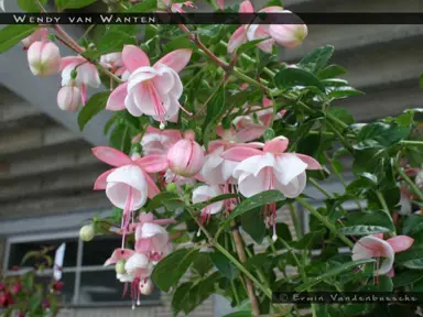 fuchsia-wendy-van-wanten-