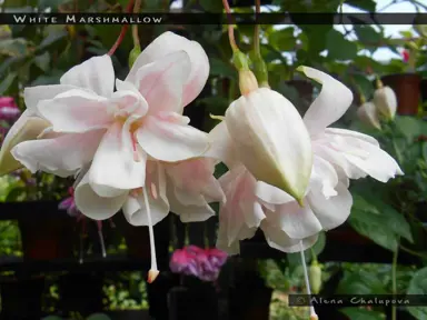 Fuchsia 'White Marshmallow' white flowers.