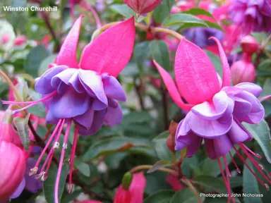 fuchsia-winston-churchill--2