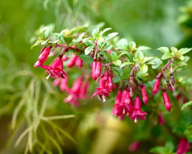 fuchsia-bacillaris-