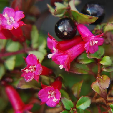 fuchsia-bacillaris-1