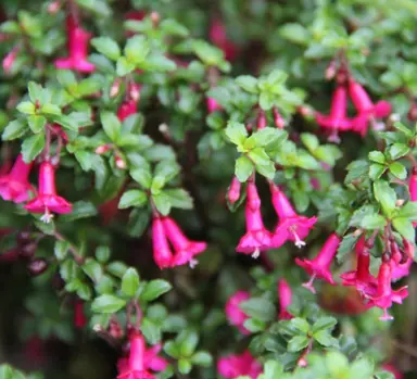 fuchsia-bacillaris-2