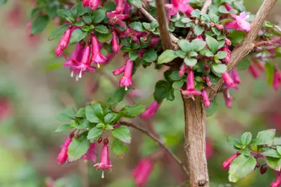 fuchsia-bacillaris-3