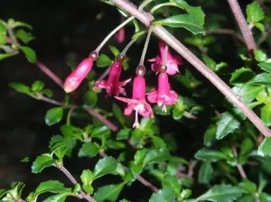 fuchsia-candy-bells-