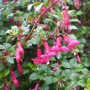 fuchsia-candy-bells-1