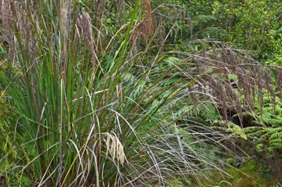 Gahnia setifolia plant with green foliage and a brown flower head.