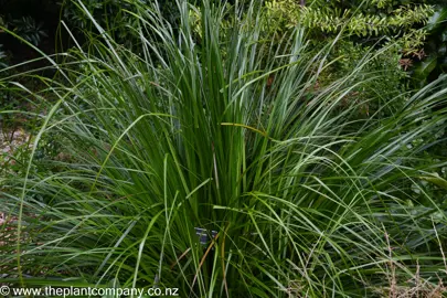 Gahnia xanthocarpa large plant with green foliage.