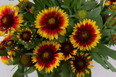 gaillardia-blazing-sun--1